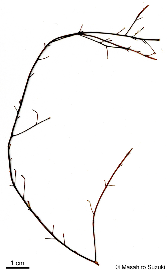 クジャクケヤリ Sporochnus dotyi